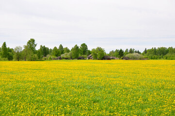 Fototapeta premium A field with dandelions and a Russian village. Central part of Russia