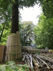 tree protected from damage by wood planks in construction site