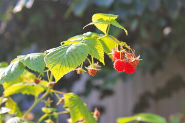 red berries on a branch