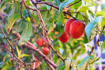 peach on a tree close-up