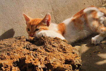 sly white-red cat lay down on a stone to relax