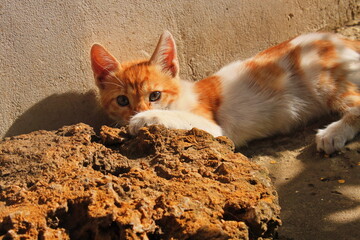 sly white-red cat lay down on a stone to relax