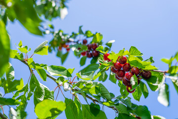 bright red cherries hang from a branch of a  cherry tree on a summer day ready for picking