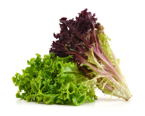 green and red lettuce isolated on white background
