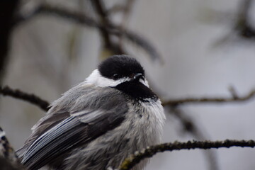 chickadee © Andras