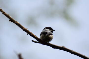 chickadee