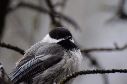 chickadee