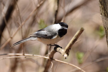 chickadee