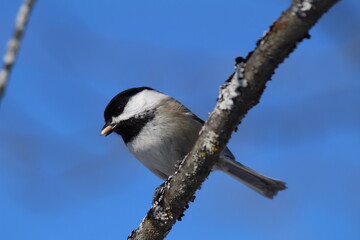 Obraz premium chickadee