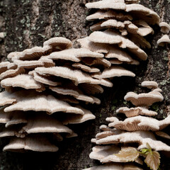 funny terry mushrooms growing on a tree