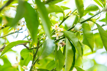 Bee feeding on tree flower