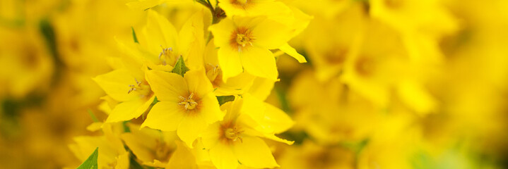 background of bright yellow flowers of a loosestrife
