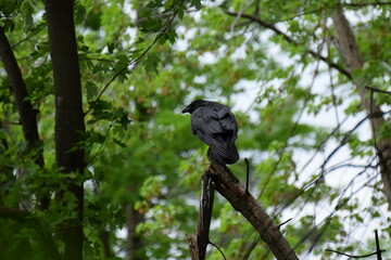 raven