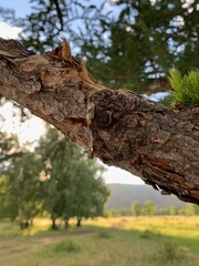 Fototapeta premium Solidified drop of tar. A close up of a tree