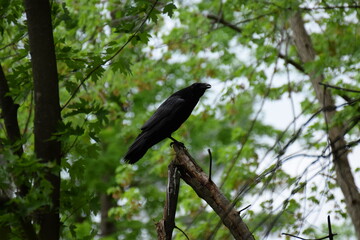 raven