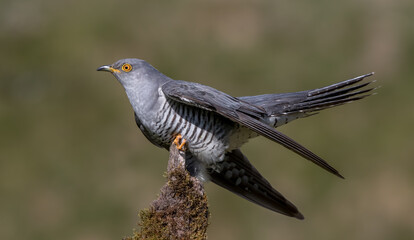 Cuckoo