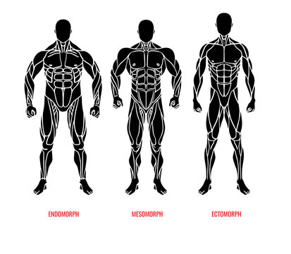Men body types diagram with three somatotypes vector