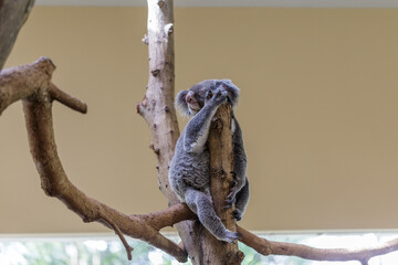 Koala bear resting and sleeping on his tree branch with a cute smile Concept of animal care, travel and wildlife observation.