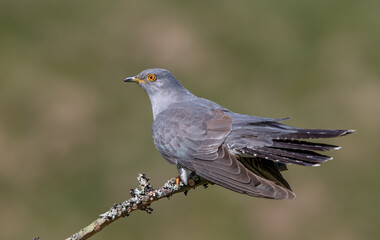 Obraz premium Cuckoo