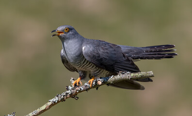 Cuckoo Perched