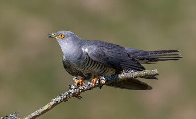 Cuckoo