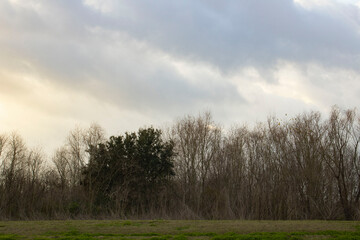 trees in the field