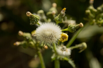 dandelion landscape