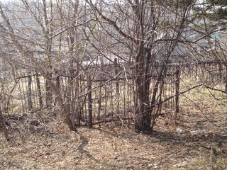 Old cemetery, Andzero-Sudzensk, Kemerovo region, Russia, 2011 (5)