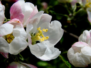 Fototapeta na wymiar wczesna wiosna kolorowe kwiaty drzew owocowych nasadzanych w parkach ogrodach i skwerach w miescie bialystok na podlasiu w polsce