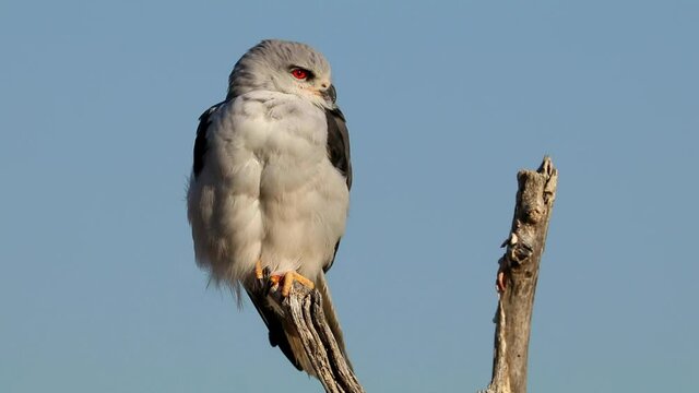 Black-shouldered kite (Elanus caeruleus) perched on a branch, Etosha National Park, Namibia