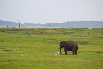Fototapeta premium Baby elephant and savanna birds on a green field relaxing. Concept of animal care, travel and wildlife observation.