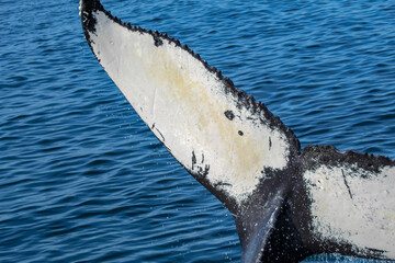 whale in the sea