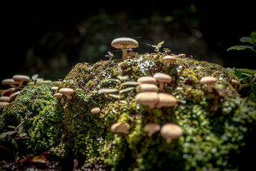 Mushrooms on rock