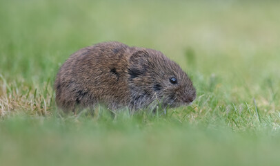 Field Vole or Short-tailed Vole