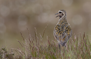 Golden Plover