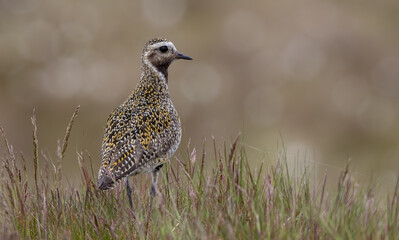 Golden Plover