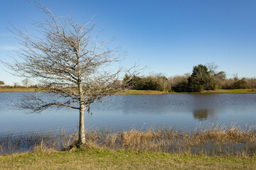 tree on the lake