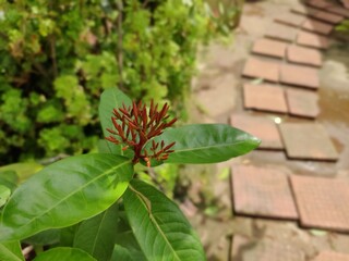 Closeup image of coccinea flower buds.
