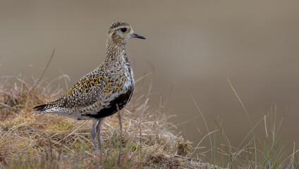 Golden Plover