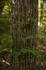 old tree trunk