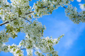Branches of cherry blossoms against the sky
