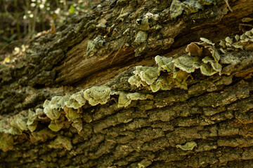 lichen on tree bark