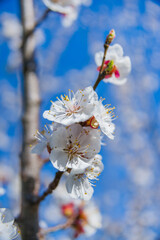White flowers of blooming cherry in springtime on background of blue sky