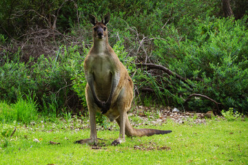 Male Western Grey Kangaroo, sitting upright, in its natural habitat in Southwest Western Australia, frontal view © anjahennern