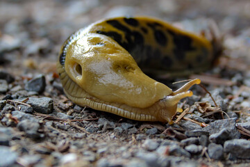 snail on a leaf