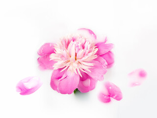 Pink peony in a bath with milk. Conceptual photography: purity, tenderness. Greeting card. Flat lay.