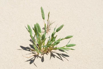 Fototapeten plant in sand © Nora