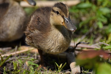 duck
