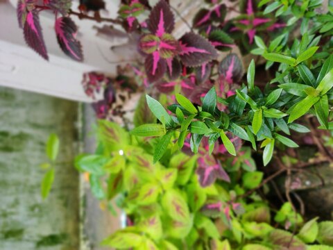 Alyxia stellata, known as maile in Hawaiian, is a species of flowering plant in the dogbane family, Apocynaceae, that is native to Hawaii