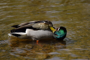 duck